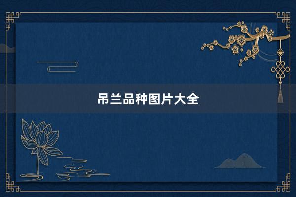 吊兰品种图片大全